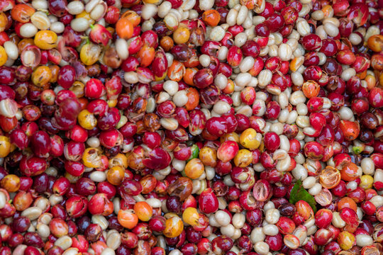 Coffee beans,In the ferment and wash method of wet processing