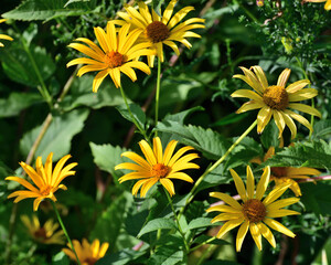 A Yellow Heliopsis flower in the garden