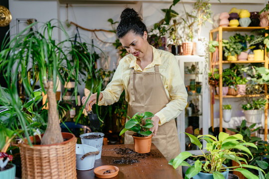 Millennial African American Woman Florist Working At Plant Store Replanting Plant In Bigger Pot At Small Business Flower Shop.