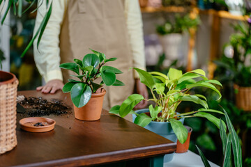 Close up of unrecognizable woman florist hands working at plant store replanting plant in bigger...