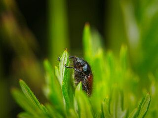 The garden chafer or garden foliage beetle (Phyllopertha horticola) crawling from green leaves in macro details. On blurred background.