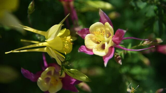Close-up view of various red and yellow Aquilegia &times; hybrida (columbine, elven ears or Coville's columbine) flowers swaing on wind. Copy space. Soft focus. Real time video. Ornamental plants theme