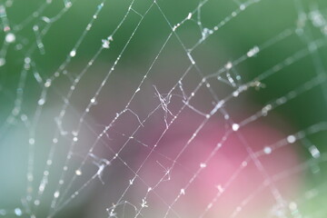 spider web with dew drops