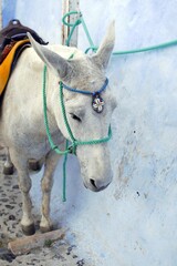 A white donkey with a colorful tag on his head waiting for a passenger