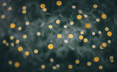 Small yellow flowers in the garden. Shallow depth of field. view from above