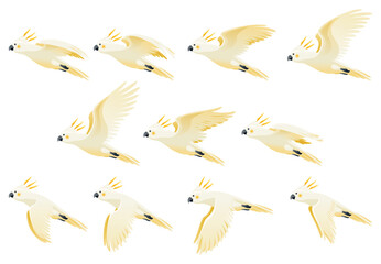Parrot animation. Exotic adorable fauna character flight. White sulphur crested cockatoo. Animated sprites loop of tropical bird flying © designer_things