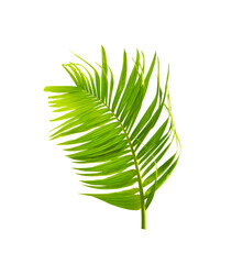 Palm leaf isolated on transparent background. 