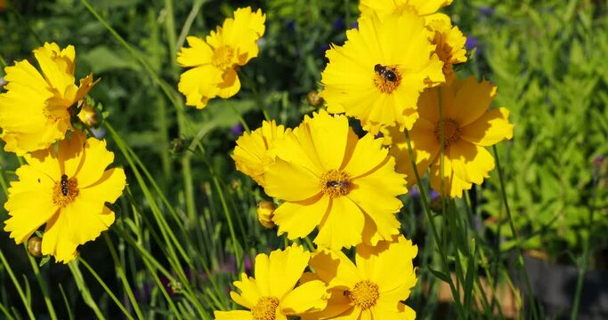 Clumps of Coreopsis grandiflora or largeflowers tickseed with bright radiant yellow petals around a dark center disc on tall erect stems attrative to bees and other insects
