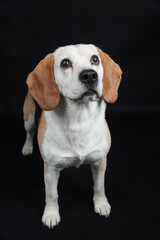 Pies rasy beagle ze skupionym wzrokiem - obrazy, fototapety, plakaty