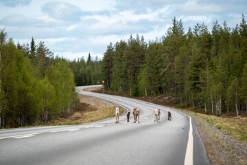 Reindeer family in finland's tundra walking on the road