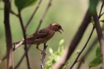 robin on a branch