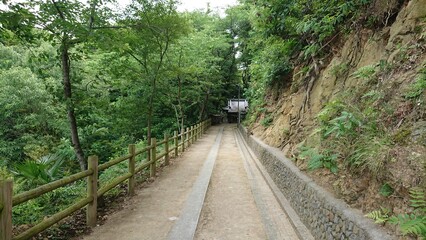 wooden bridge in the forest
