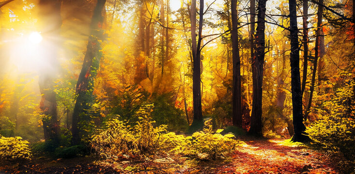 Beautiful autumn forest scenery bright sun bright background nature