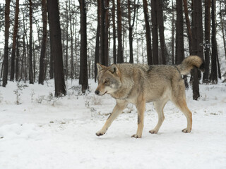 Obraz premium gray wolf walking on the road in the forest
