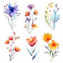 Fototapeta na wymiar Set flowers isolated white background, watercolor clipart, botanical illustration. Colorful flowers for crafts, scrapbooking or art projects. 