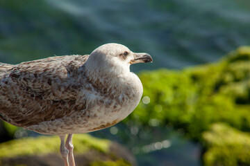 Seagull stand on a rock and sunbathing, city and friends spring 2023