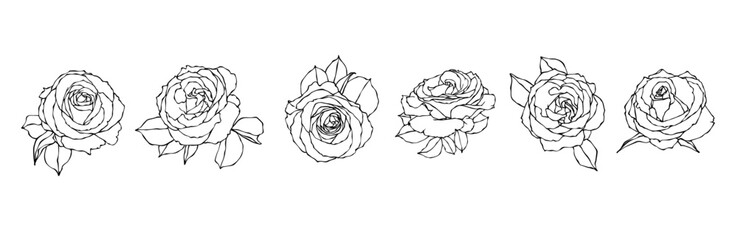 Set of sketches of flowers and rose buds. Vector graphics.