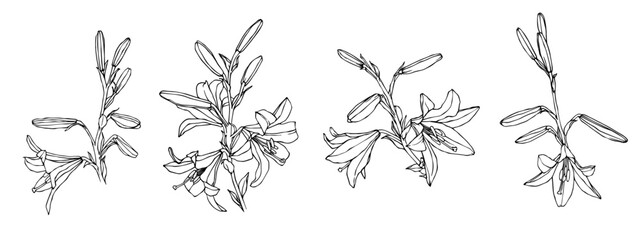 Set of linear sketches of lily flowers and buds.Vector graphics.