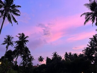 sunset in the jungle