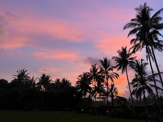 sunset in the jungle