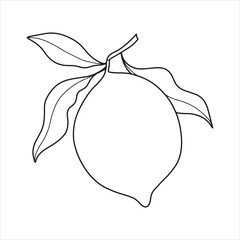 Hand drawn  lemon branch with leaves. Minimalistic lemon sketch.