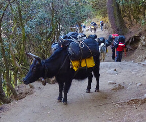 yak carrying loads with porters