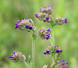 Anchusa blooms in nature