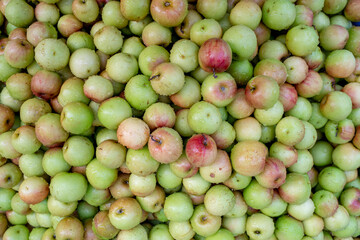  Indian Jujube
