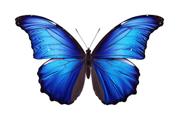 Blue Butterfly Perched on Transparent Background. AI