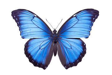 Obraz na płótnie Canvas Blue Butterfly Perched on Transparent Background. AI