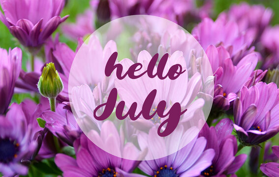 Hello July greeting on natural purple summer flowers background. Summertime concept.Selective focus. 