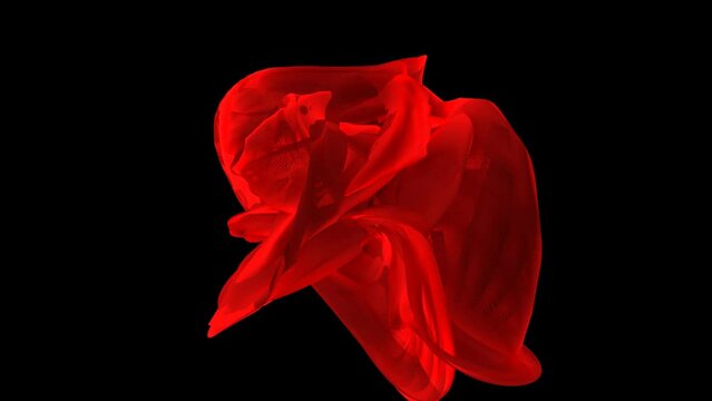 red tulip on black background
