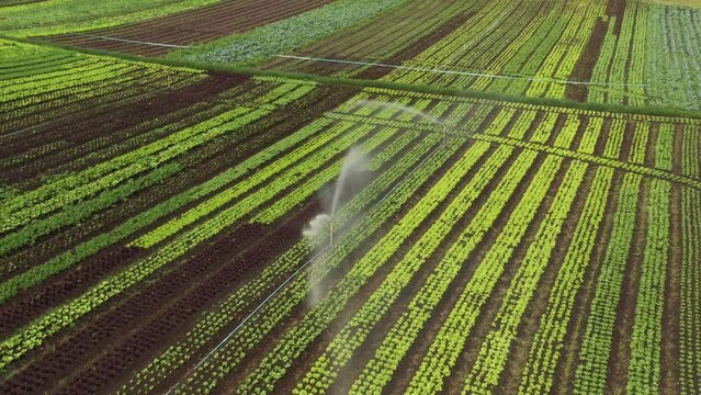 Irriga&ccedil;&atilde;o por dispers&atilde;o em horta brasileira