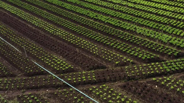Planta&ccedil;&atilde;o de hortali&ccedil;as em &aacute;rea rural brasileira
