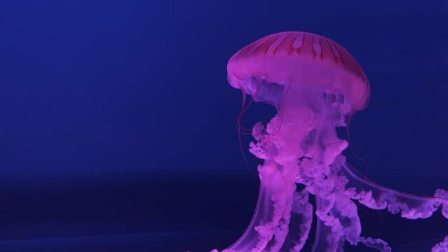 Ocean wildlife: Purple jellyfish on blue background