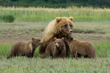 Fototapeta premium Mother grizzly bear and her three cubs