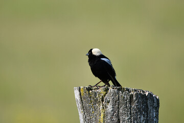 Bobolink bird sits perched on a rotten fence post along the edge of an agriculture field