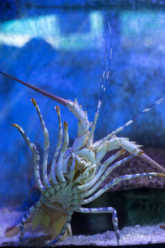 The caribbean spiny lobster, Panulirus argus. spiny lobster in the aquarium back view, Panulirus versicolor, A closeup of Panulirus versicolor animal underwater, lobsterfish in water tank, 4K Portrait