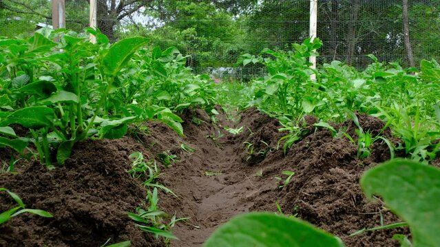 Slow motion while moving camera backward between trenched rows of potato plants in the organic garden.
