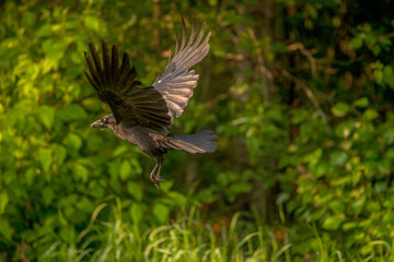 Common Crow in flight 