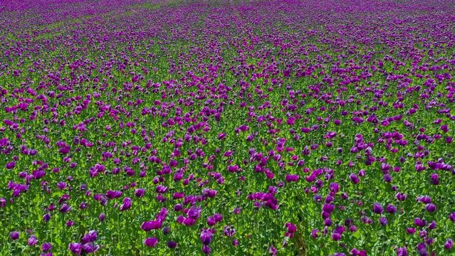 Aerial drone view purple poppies field in Germany. Flowers and seed head. Poppy sleeping pills, opium. High quality 4k footage