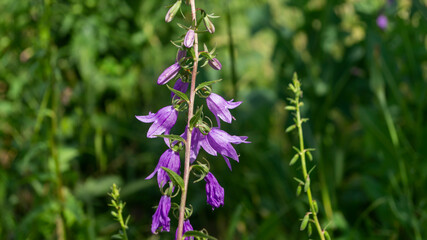 The flowers are purple in color. Bells on the stem. Bluebells on sunlight
