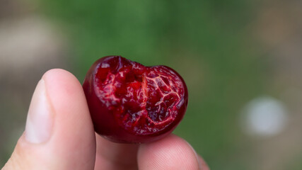 Cherry from the inside. Bitten cherry. Red cherry