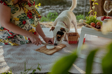 Girl treats a dog with cheese at a picnic