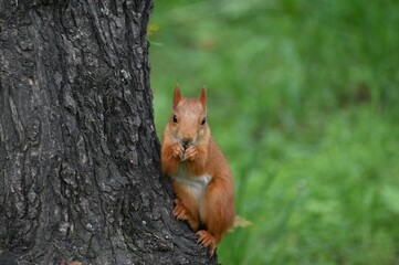 Naklejka na ściany i meble Squirrel sitting on a tree in a city park in Almaty