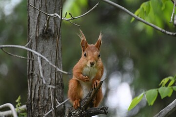 Naklejka na ściany i meble Squirrel sitting on a tree in a city park in Almaty