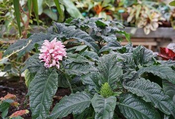 Blooming jacobinia plant, in Latin called Jacobinia cornea growing in a green house of a botanical garden. In the foreground there is a plant with buds that will grow into flowers. 
