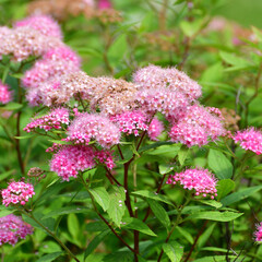Spirea Japonica blooms profusely in the spring