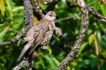 Song thrush aka Turdus philomelos is sitting on the stick on tree. Green blurred background. Common song bird in Czech republic.