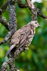 Song thrush aka Turdus philomelos is sitting on the stick on tree. Green blurred background. Common song bird in Czech republic.